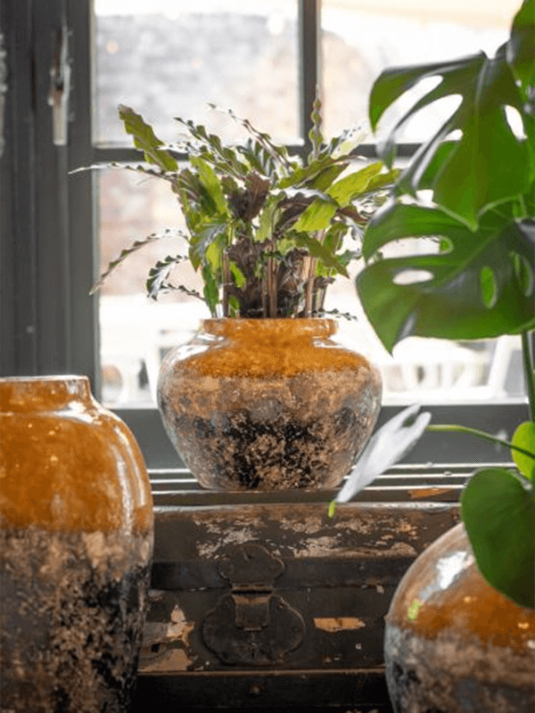 Lindy Jar globe