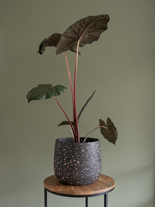 Pot Tina Terrazo