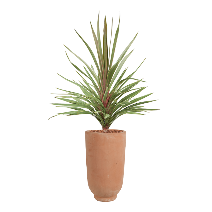 Vase terra