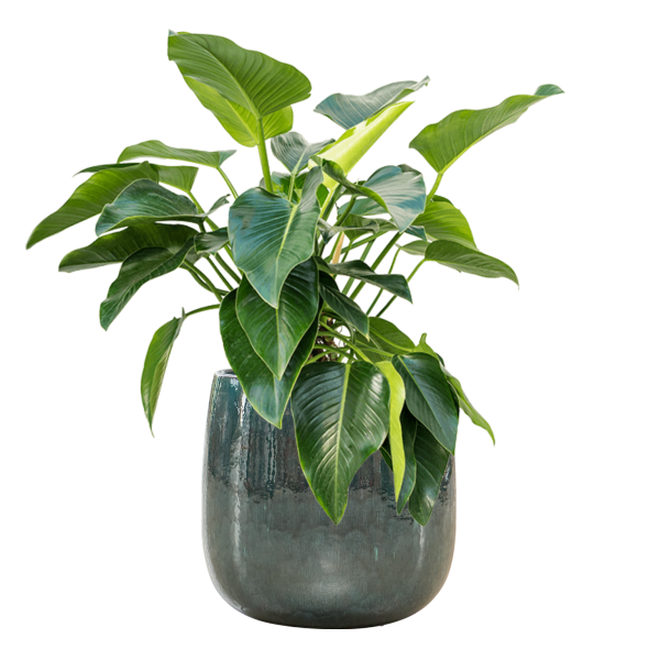Balloon pot
