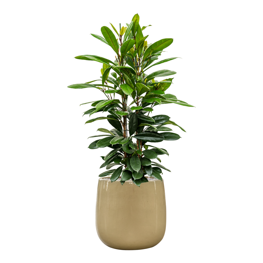 Balloon pot