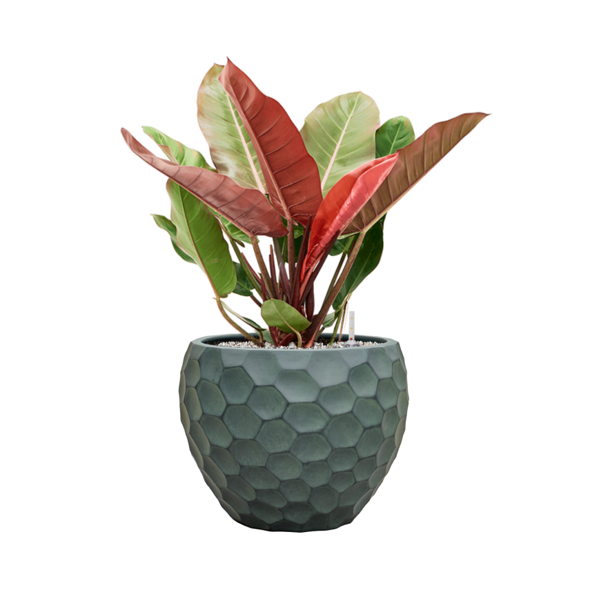 Pot Tortuga Couple