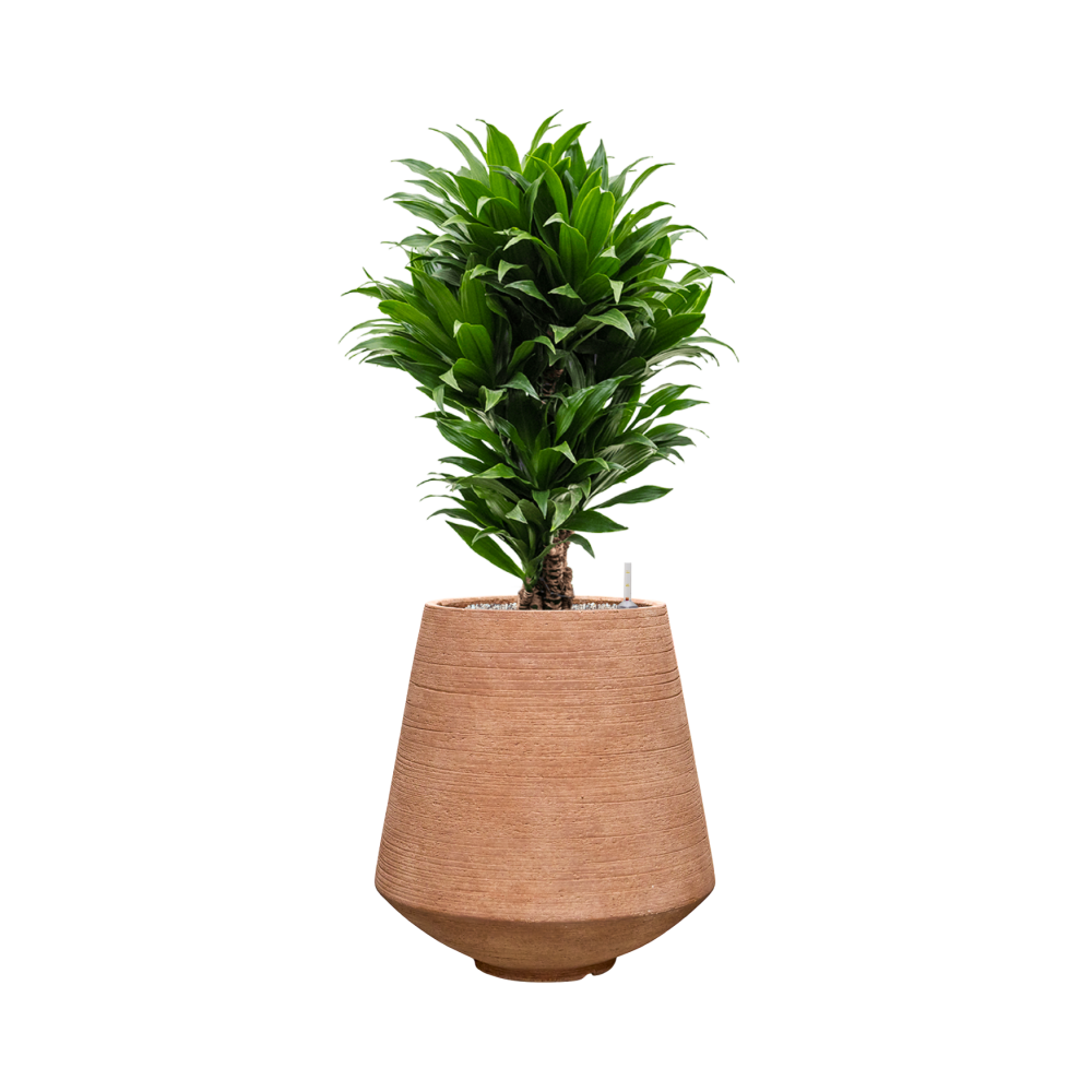 Pot Colorado Planter