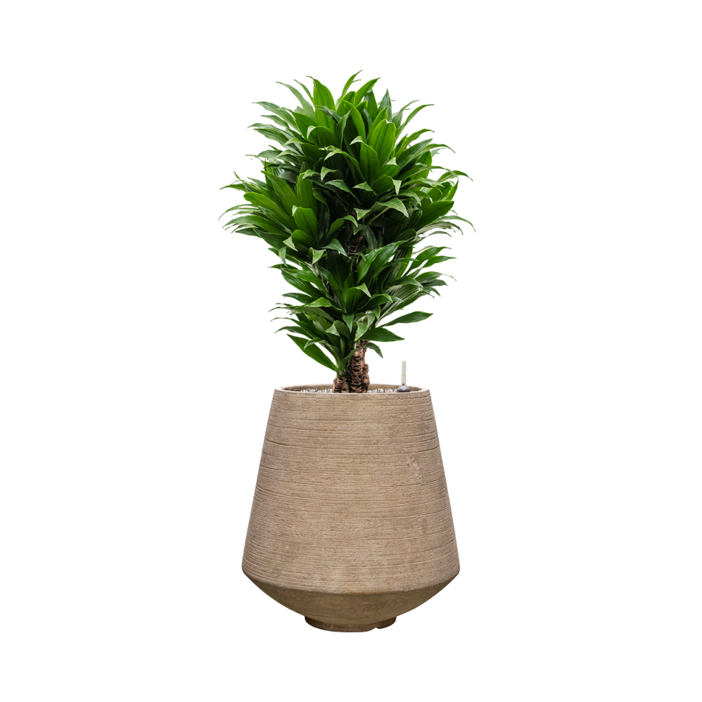 Pot Colorado Planter